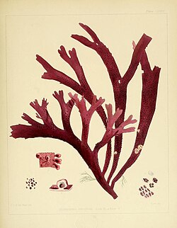 Rhodymenia variolosa