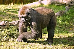 Gorila (Gorilla gorilla)