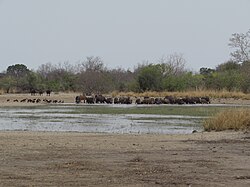 W-Arly-Pendjari kompleks