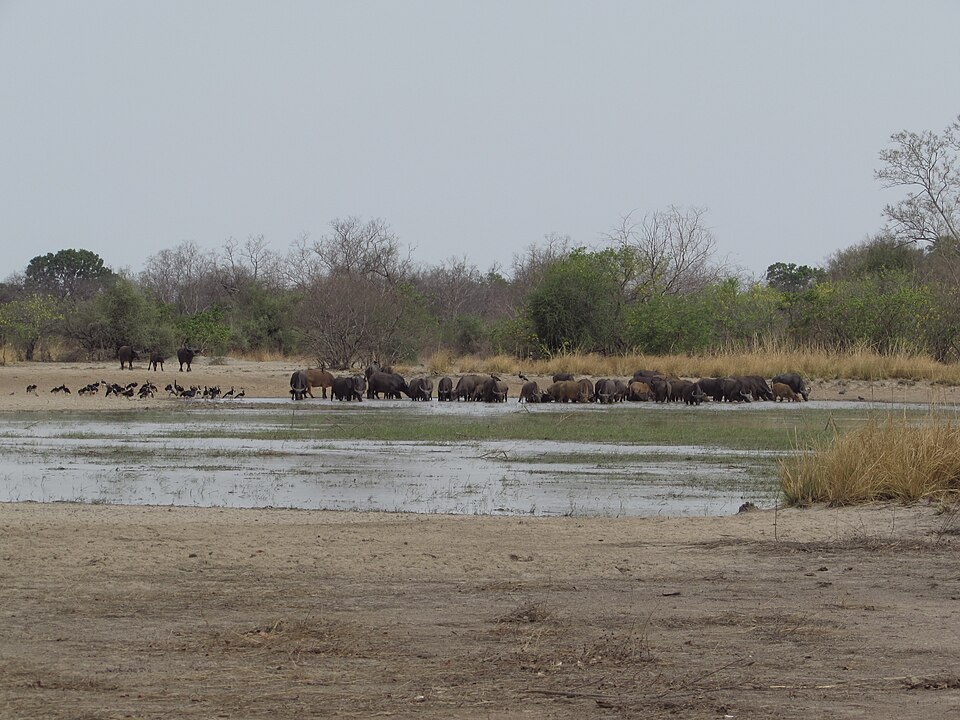 Datoteka:Pendjari büffel am mare bali.JPG