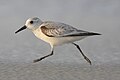 Calidris alba