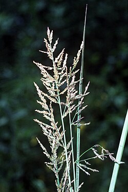 Coleataenia rigidula, podtribus Arthropogoninae
