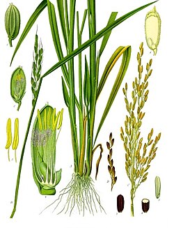 Oryza sativa