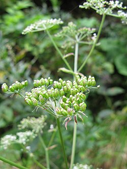 Ostericum sieboldii, tribus Selineae.