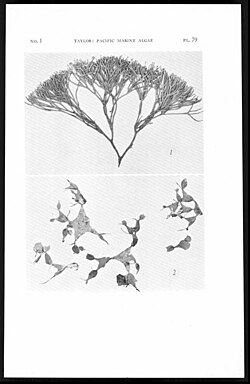 Sciadophycus stellatus