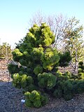 Pinus thunbergii var. Thunderhead