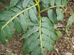 ugrožena vrsta Ptisana purpurascens