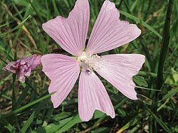 Malva alcea