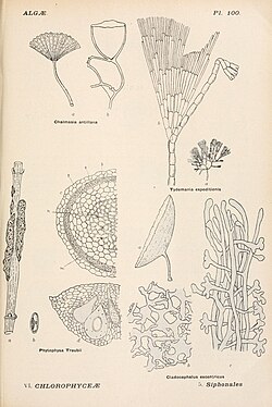 Cladocephalus excentricus (dolje desno)