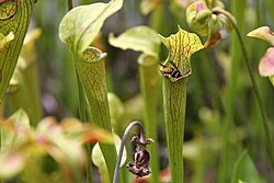 Sarracenia rubra subsp. jonesii (sin. Sarracenia jonesii)