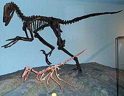 Deinonychus (veliki) i Buitreraptor (manji)