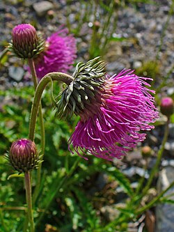 Carduus defloratus