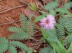 Mimosa hirsutissima