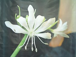 Plagiolirion horsmannii