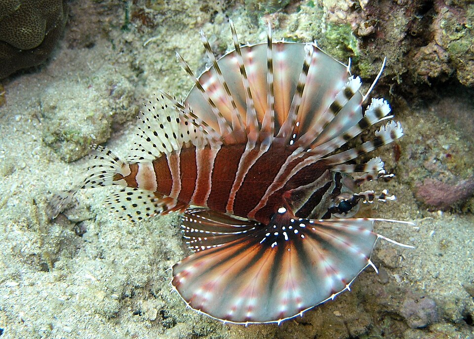 Datoteka:Pterois zebra.JPG