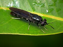 Crna vojnička muha, Hermetia illucens