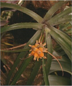 Bromelia interior