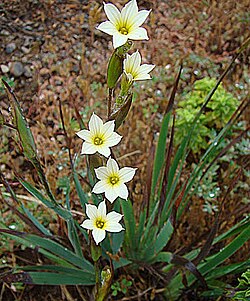 Sisyrinchium cuspidatum