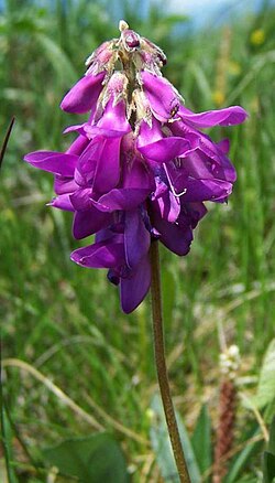 Hedysarum hedysaroides