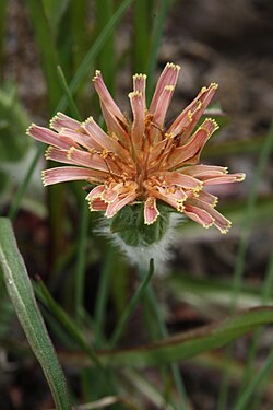 Agoseris aurantiaca