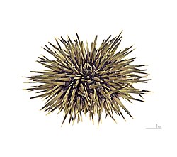 Morski ježinac (Echinometra mathaei)