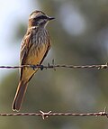 Empidonomus varius