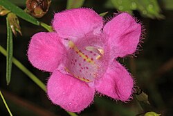 Agalinis purpurea
