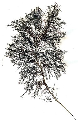 Rhodomela confervoides