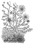 Acaena novae-zelandiae.jpg