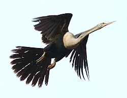 Anhinga anhinga pri polijetanju