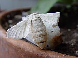 Bombyx mori