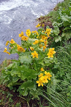 Caltha palustris
