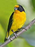 Euphonia violacea