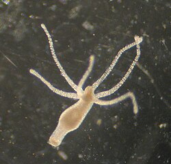 Hidra vulgaris