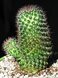 Mammillaria zeilmanniana