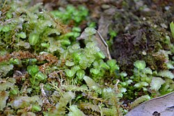 Tylimanthus pseudosaccatus