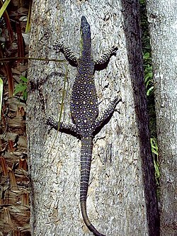 Australijski Varanus varius