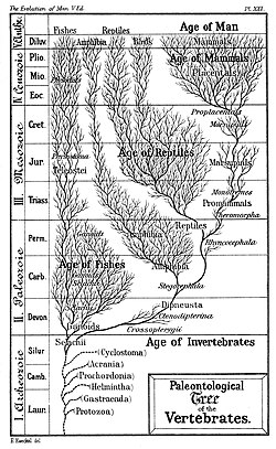 Paleontološko drvo evolucije čovjeka, gmazova i riba.