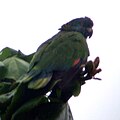 slika 18. Amazona versicolor