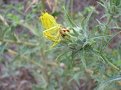 Carthamus lanatus sa paučinastim nitima po kojima je dobio ime
