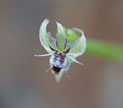 Miersia chiliensis, dio cvijeta
