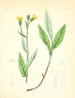 Schlagintweitia huteri