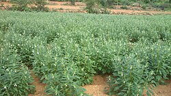 Nasad indijskog saezama