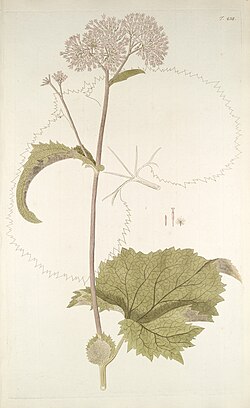 Siva ljepika, A. alliariae