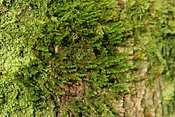 Cryphaea heteromalla