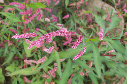 Mali dvornik, P. minor