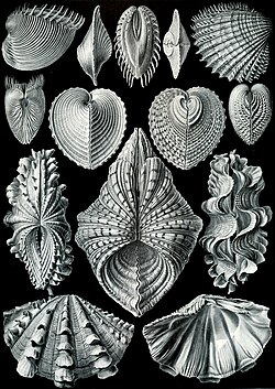 "Acephala" iz knjige Artforms of Nature (Ernst Haeckel, 1904.)