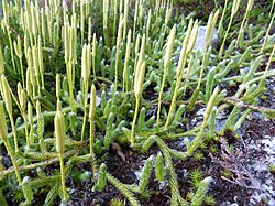 Kijačasta prečica, Lycopodium clavatum
