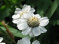 Achillea salicifolia
