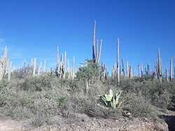 Cephalocereus columna-trajani